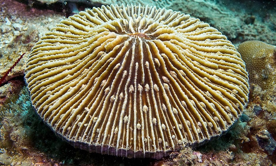 Fungia-Scruposa-ny