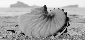 argonaut-hians-oman